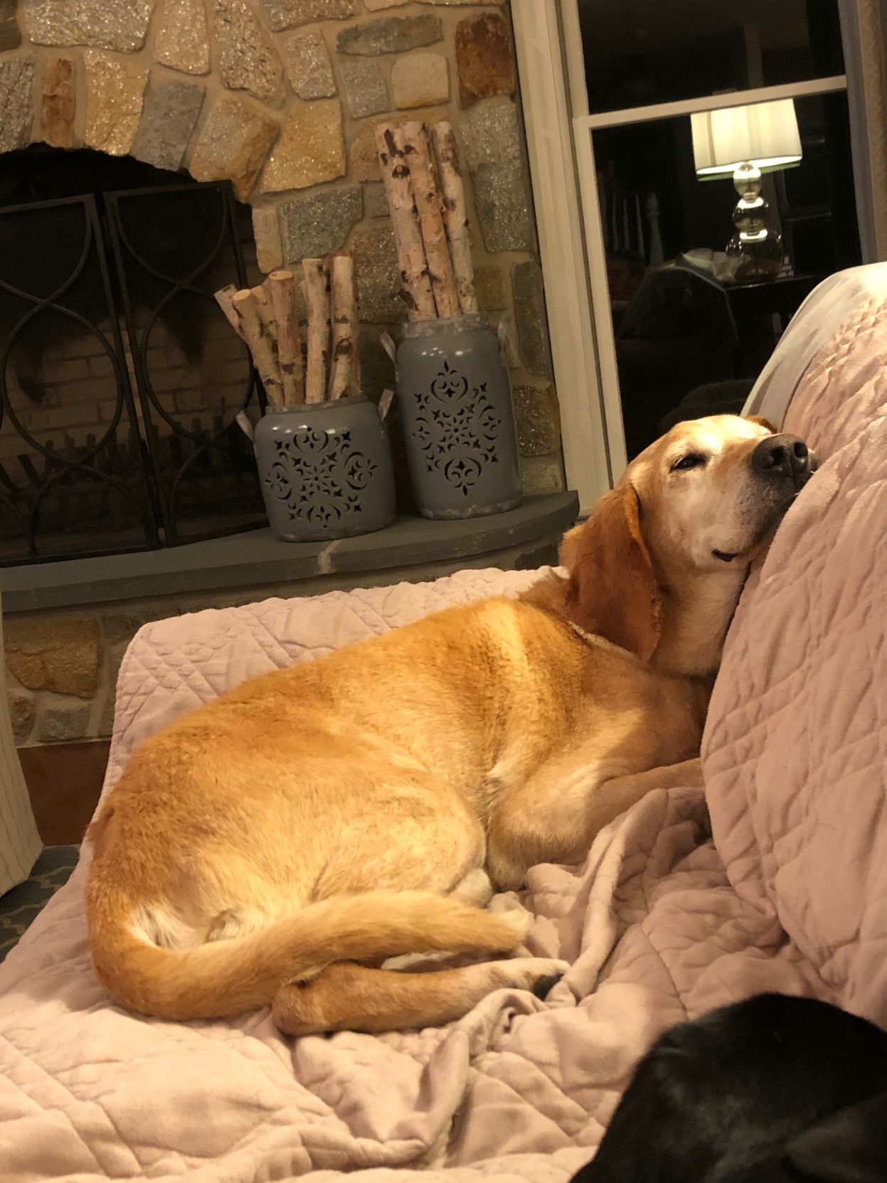 Lab Rescue - Grant A Wish- Change A Life-Wish Granted1.png